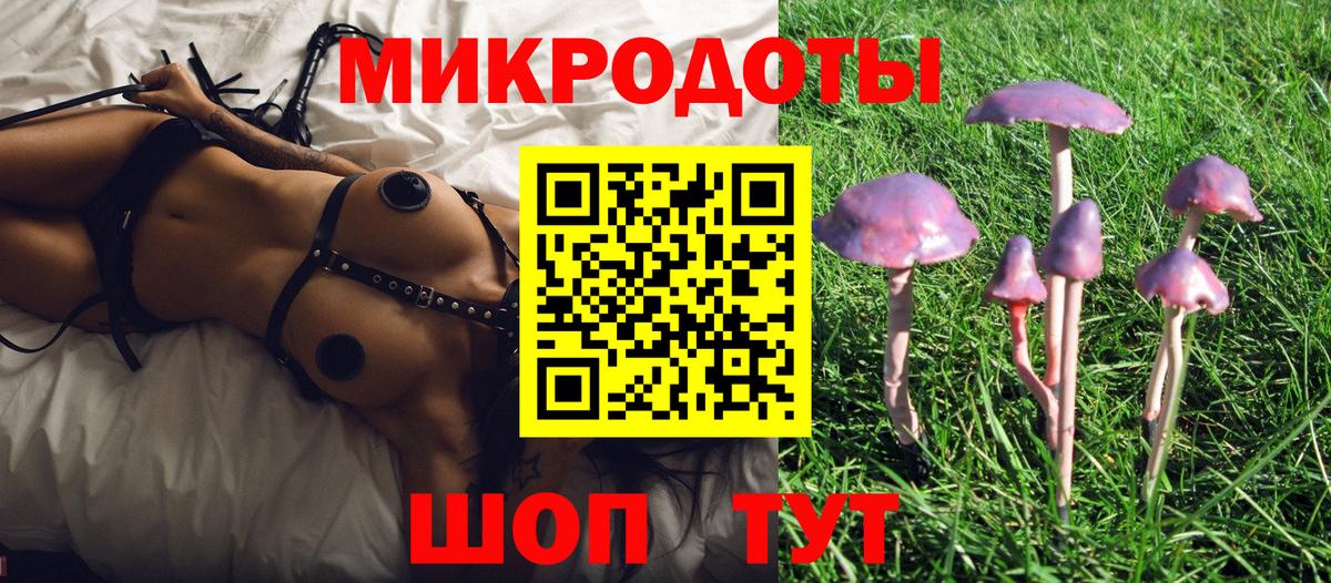 Галлюциногенные грибы Psilocybine cubensis Великий Устюг